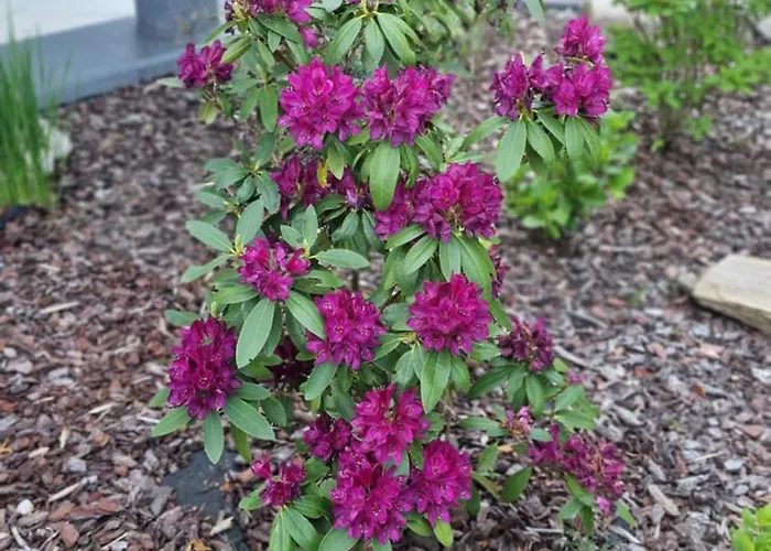 Theferienwohnungen Mit Balkon Oder Terrasse Daire