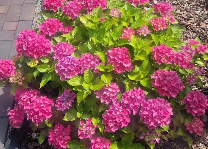 Theferienwohnungen Mit Balkon Oder Terrasse * Bremen